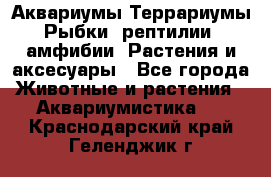 Аквариумы.Террариумы.Рыбки, рептилии, амфибии. Растения и аксесуары - Все города Животные и растения » Аквариумистика   . Краснодарский край,Геленджик г.